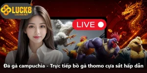 Đá Gà Campuchia - Trực Tiếp Bồ Gà Thomo Cựa Sắt Hấp Dẫn