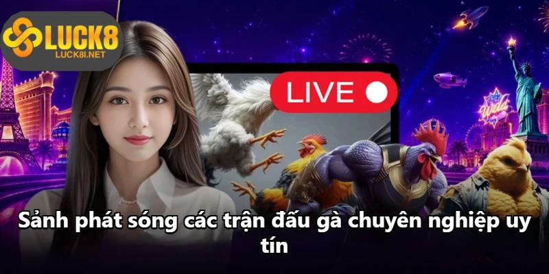 Sảnh phát sóng các trận đấu gà chuyên nghiệp uy tín