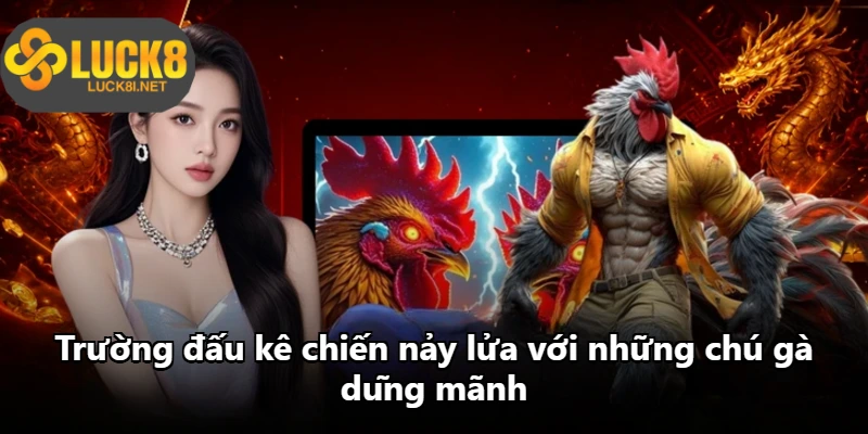 Trường đấu kê chiến nảy lửa với những chú gà dũng mãnh