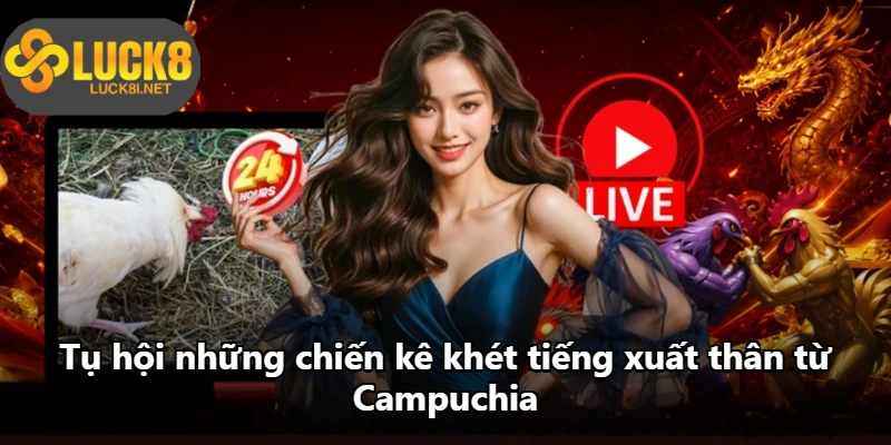 Tụ hội những chiến kê khét tiếng xuất thân từ Campuchia